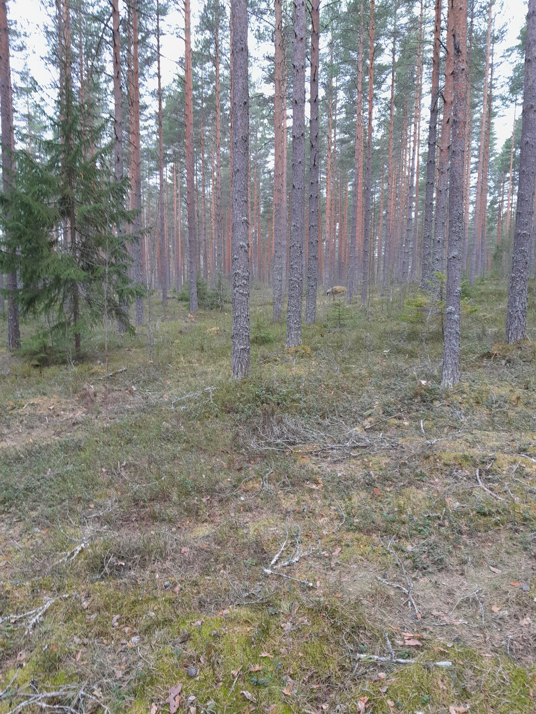 Maastokuva 1