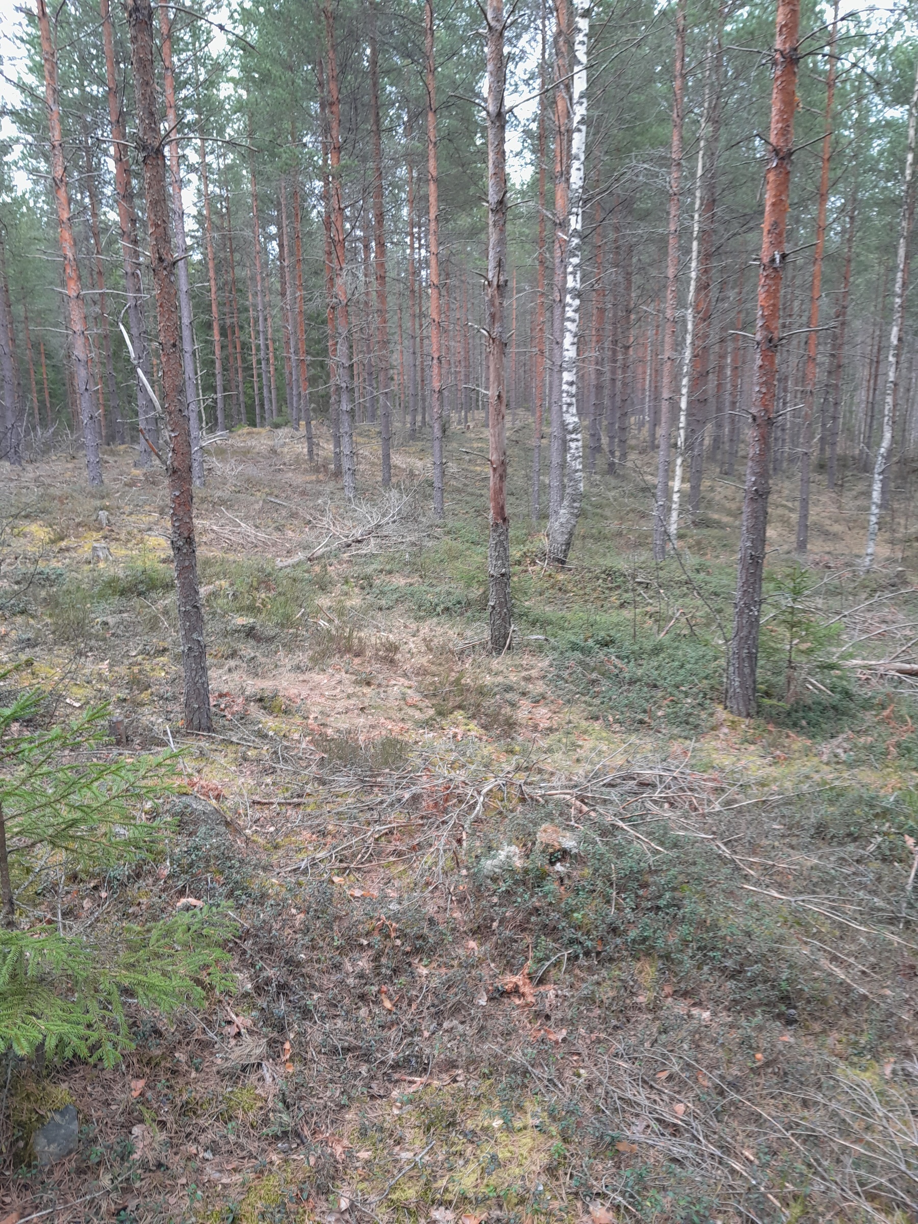 Maastokuva 4