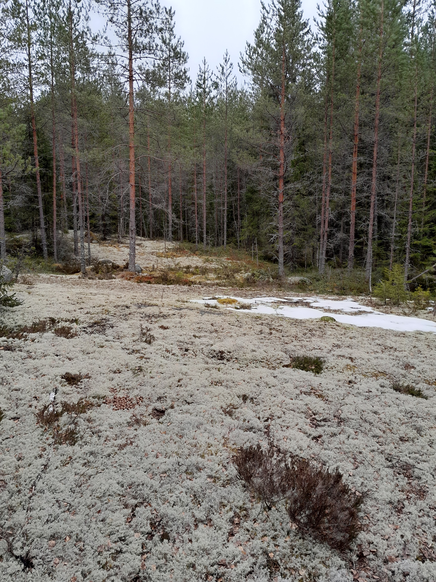 Maastokuva 6
